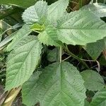 Urera baccifera Hoja
