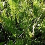 Equisetum arvense Habit