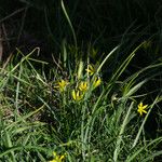 Gagea pratensis Συνήθη χαρακτηριστικά