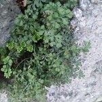 Asplenium ruta-muraria List