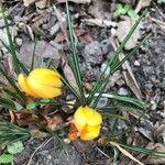 Crocus chrysanthus Φύλλο