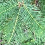 Pseudotsuga menziesii ഇല