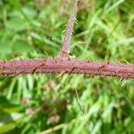 Rubus praticolor Outro