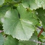 Vitis vinifera Frunză