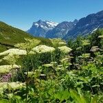 Imperatoria ostruthium Likasa