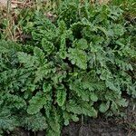 Senecio doria Habitat