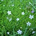 Arenaria balearica Flower