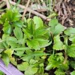 Ligusticum scothicum Blad