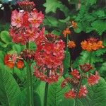 Primula bulleyana ফুল