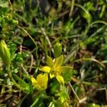 Gagea peduncularis Flower