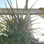 Tillandsia utriculata برگ