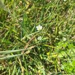 Cerastium brachypetalum Květ
