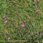 Centaurea decipiens Hábito