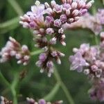 Limonium tuberculatum 花