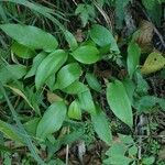 Alisma lanceolatum Leaf