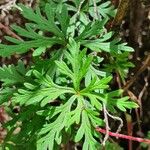 Geranium elamellatum Folio