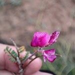 Hedysarum boveanum Floare