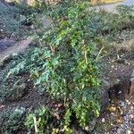 Berberis pinnata Агульны выгляд