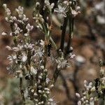 Eriogonum racemosum Hábito
