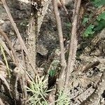 Artemisia cina പുറംതൊലി