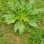 Plantago majorList