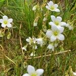 Saxifraga hypnoides Fula