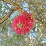 Melaleuca elliptica Kvet