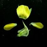 Crotalaria albida Ffrwyth