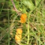 Polygala lutea 整株植物