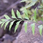 Asplenium polyodon Лист