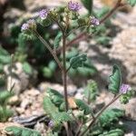 Phacelia coerulea Habitus