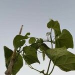 Sicyos edulis Leaf