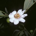 Bellucia grossularioides Blüte