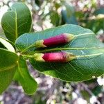 Pycnandra longiflora