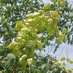 Koelreuteria paniculata Fruto