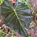 Alocasia macrorrhizosDeilen