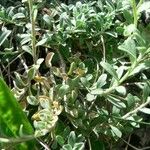 Alyssum cuneifolium Feuille