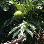 Artocarpus altilis Hedelmä