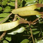 Machaerium seemannii Fruit