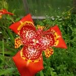 Tigridia pavonia 花