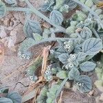 Heliotropium supinum 花