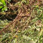 Indigofera arrecta Fruit