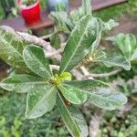 Adenium obesum পাতা