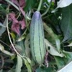 Luffa aegyptiaca 果実