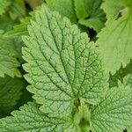 Lamium album Blatt