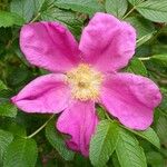 Rosa rugosa Цвят