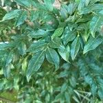 Sarcococca orientalis Folio