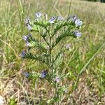 Echium vulgareЦветок