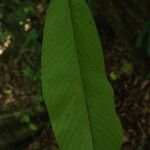 Piptostigma mortehanii Blad