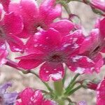 Primula japonica Kwiat